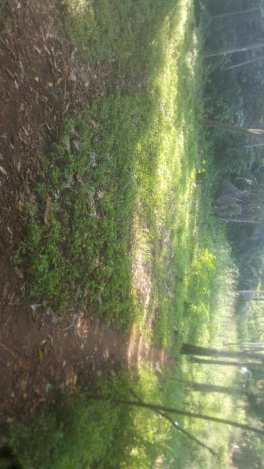 Terreno